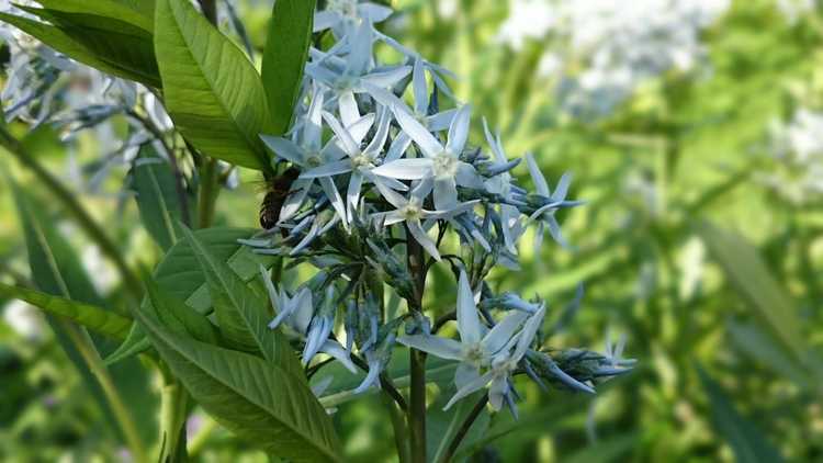 You are currently viewing Semer des graines d'étoile bleue – Quand et comment planter des graines d'amsonia