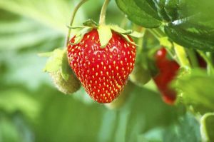Lire la suite à propos de l’article Culture de graines de fraises : conseils pour conserver les graines de fraises