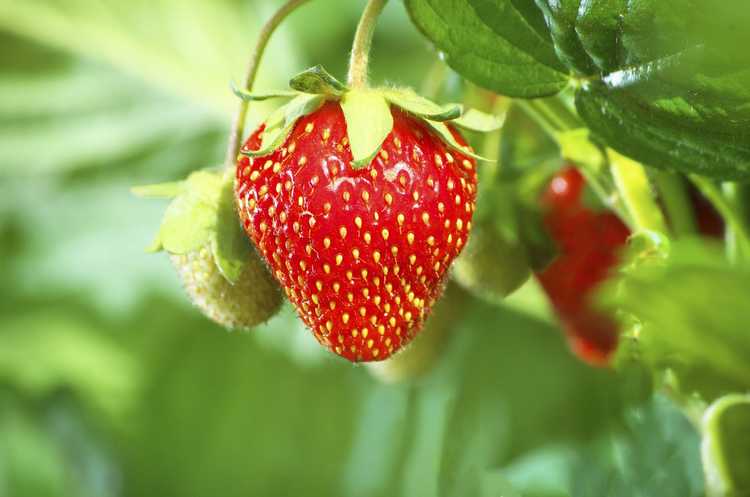 You are currently viewing Culture de graines de fraises : conseils pour conserver les graines de fraises