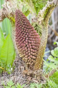 Lire la suite à propos de l’article Cultiver des graines de Gunnera – Conseils sur la propagation des plantes Gunnera par graines