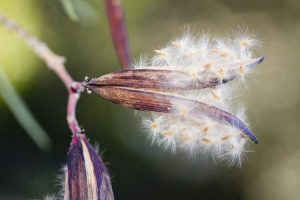 Lire la suite à propos de l’article Propagation des graines de laurier-rose – Conseils pour planter des graines de laurier-rose