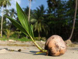 Lire la suite à propos de l’article Germination des graines de palmier : à quoi ressemble une graine de palmier