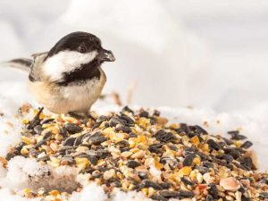 Lire la suite à propos de l’article Comment arrêter la culture de graines pour oiseaux