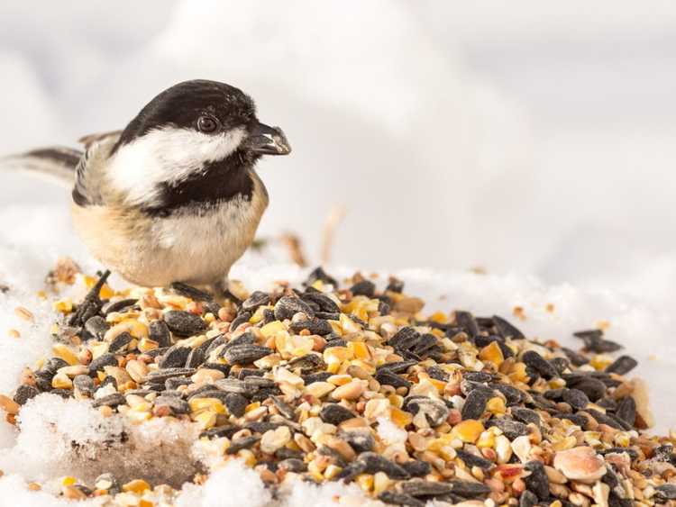 Lire la suite à propos de l’article Comment arrêter la culture de graines pour oiseaux