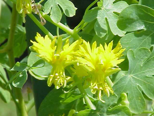 You are currently viewing Propagation des graines de vigne des Canaries – Germination et culture de graines de vigne des Canaries