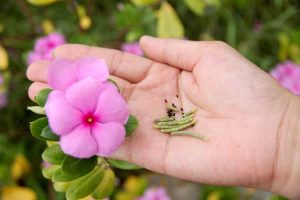 Lire la suite à propos de l’article Cultiver du Vinca annuel à partir de graines : récolter et faire germer des graines de Vinca