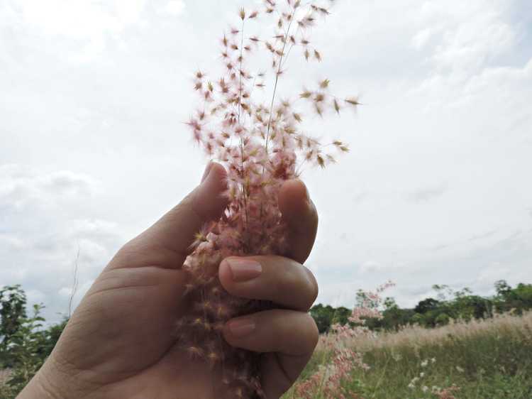 You are currently viewing Propagation des graines de graminées ornementales – En savoir plus sur la collecte de graines de graminées ornementales