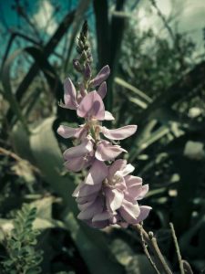 Lire la suite à propos de l’article Guide de plantation de graines d'indigo : Quand semer des graines d'indigo