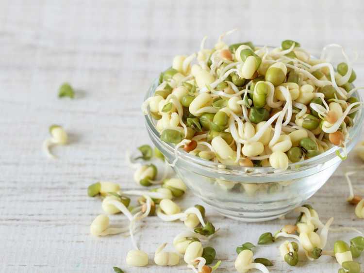 Lire la suite à propos de l’article Graines pour faire pousser des germes – Quelles graines font de bonnes pousses pour les salades