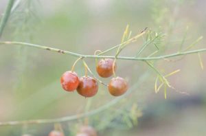 Lire la suite à propos de l’article Planter des graines d'asperges – Comment faire pousser des asperges à partir de graines