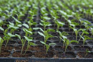 Lire la suite à propos de l’article Germination des graines de chou-fleur : conseils pour planter des graines de chou-fleur