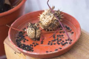 Lire la suite à propos de l’article Comment propager le Datura : en savoir plus sur la propagation des plantes Datura