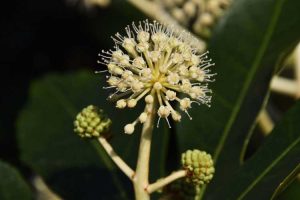 Lire la suite à propos de l’article Propagation de Fatsia à partir de graines : quand et comment planter des graines de Fatsia