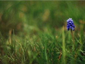 Lire la suite à propos de l’article Plantation de graines de muscari : comment faire pousser des graines de fleurs de jacinthe de raisin