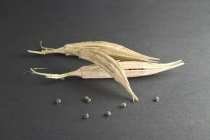 Lire la suite à propos de l’article Collecte de graines de gombo – Comment conserver les graines de gombo pour les planter plus tard