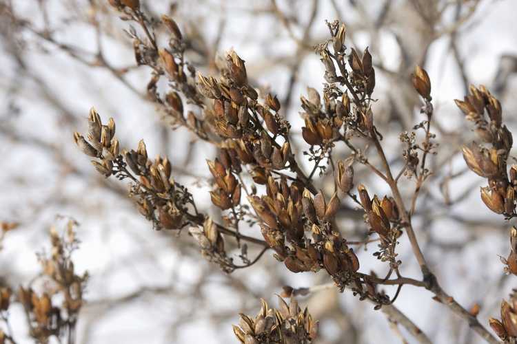 You are currently viewing Propagation des graines de lilas : récolte et culture de graines de lilas