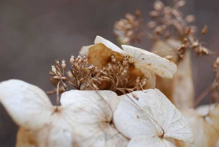 You are currently viewing Cultiver des hortensias à partir de graines – Conseils pour semer des graines d’hortensias