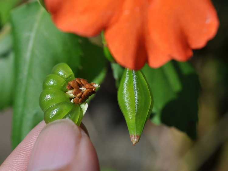 You are currently viewing Propagation des graines d'Impatiens : Comment faire pousser des Impatiens à partir de graines