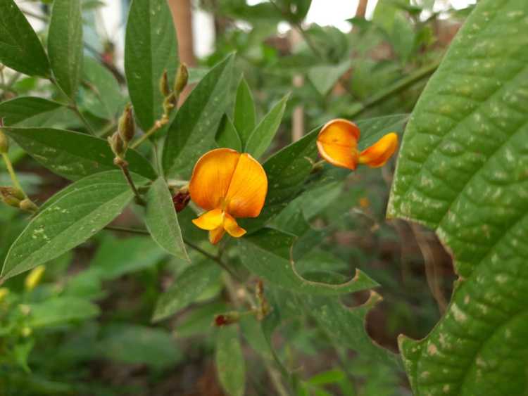 You are currently viewing Que sont les pois d'Angole : informations sur la culture des graines de pois d'Angole