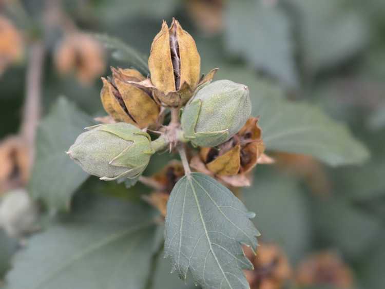 Lire la suite à propos de l’article Propagation des graines de Rose de Sharon : Récolte et culture des graines de Rose de Sharon