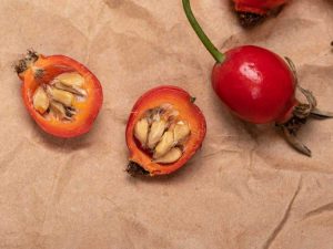 Lire la suite à propos de l’article Graines de rosier – Comment faire pousser des roses à partir de graines