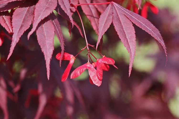 You are currently viewing Propagation des graines d'érable japonais : conseils pour planter des graines d'érable japonais