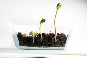 Lire la suite à propos de l’article Exigences de germination des graines : facteurs qui déterminent la germination des graines