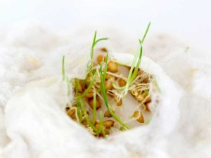 Lire la suite à propos de l’article Méthodes de germination des graines – Apprendre à réussir la germination des graines