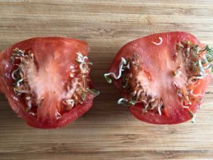 Lire la suite à propos de l’article Vivipare de tomate : découvrez les graines qui germent dans une tomate