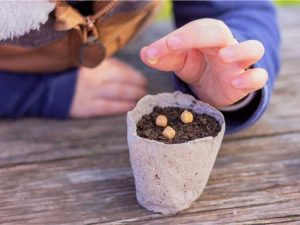 Lire la suite à propos de l’article Les graines périmées pousseront-elles encore : planter avec des paquets de graines périmés