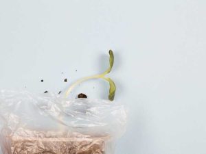 Lire la suite à propos de l’article Cultiver des graines dans des sacs en plastique : découvrez comment démarrer des graines dans un sac