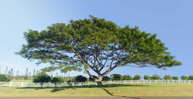 You are currently viewing Informations et soins sur l'Acacia Koa : où poussent les arbres Acacia Koa