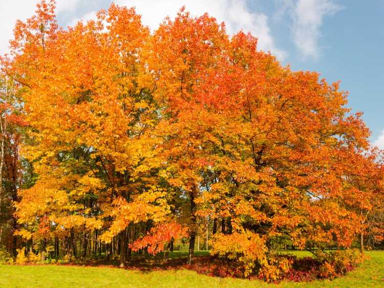 You are currently viewing Choisir des arbres pour l'ombre : les meilleurs arbres d'ombrage pour les jardins rafraîchissants