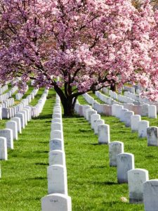 Lire la suite à propos de l’article Arbres du Souvenir : choisir des arbres pour un jardin commémoratif