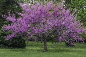 Lire la suite à propos de l’article Meilleurs arbres pour l’ombre : arbres communs pour les zones ombragées