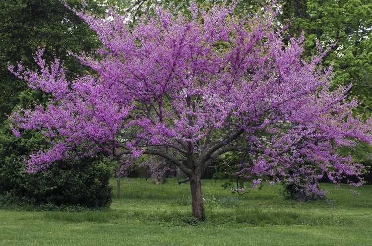 You are currently viewing Meilleurs arbres pour l’ombre : arbres communs pour les zones ombragées