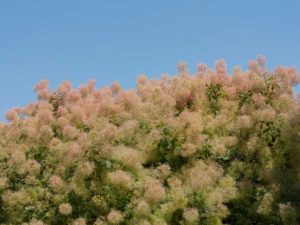 Lire la suite à propos de l’article Cultiver et planter des arbres à fumée dans le paysage