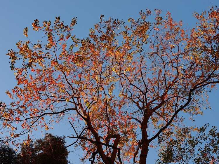 You are currently viewing Qu'est-ce qu'un arbre à suif chinois : comment faire pousser un arbre à suif chinois