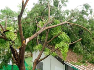 Lire la suite à propos de l’article Que faire pour réparer l'arbre endommagé par la tempête