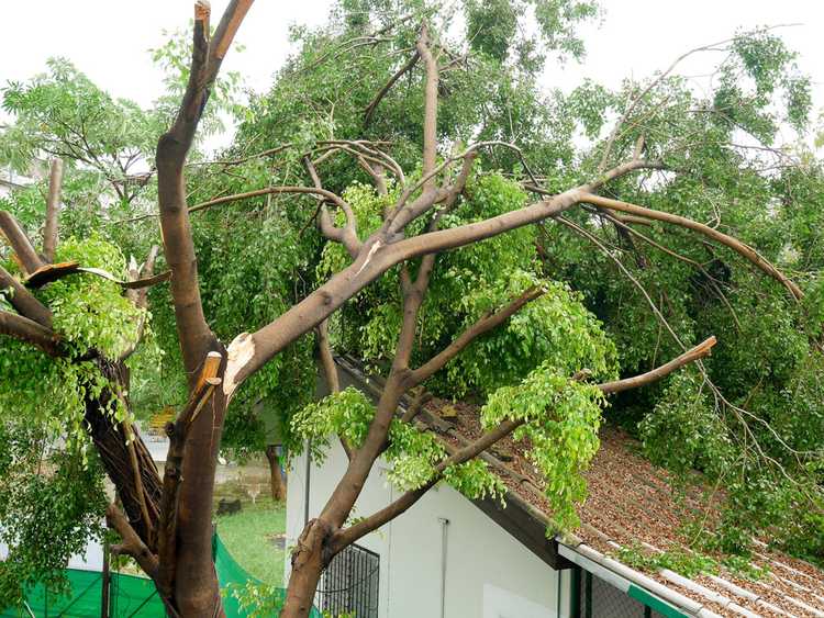 You are currently viewing Que faire pour réparer l'arbre endommagé par la tempête