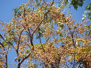 Lire la suite à propos de l’article Informations sur les arbres Chinaberry : pouvez-vous cultiver des arbres Chinaberry