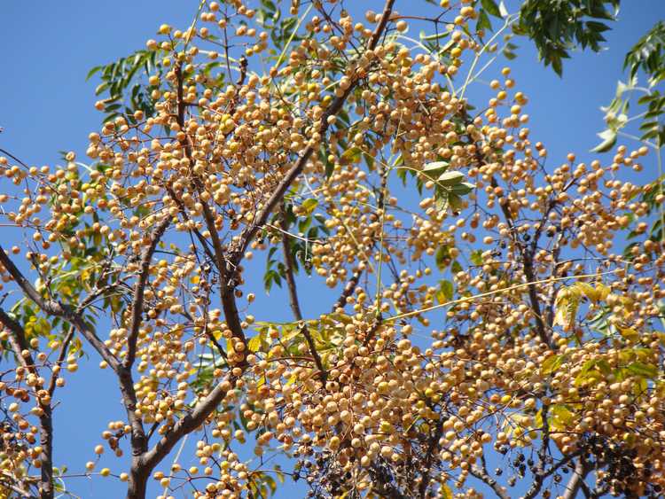 You are currently viewing Informations sur les arbres Chinaberry : pouvez-vous cultiver des arbres Chinaberry