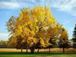 Lire la suite à propos de l’article Choisir des arbres tolérants au Juglone – Planter des arbres à proximité des noyers noirs