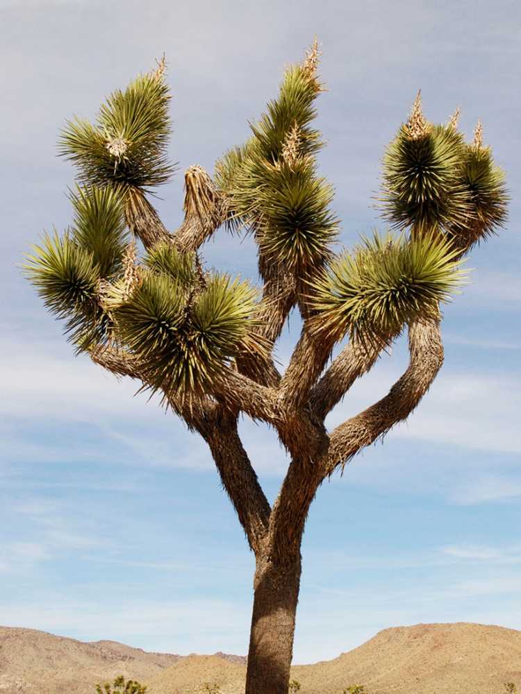 You are currently viewing Informations sur Joshua Tree – Conseils et soins pour la culture de Joshua Tree