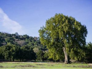 Lire la suite à propos de l’article Informations sur l'arbre de laurier de la baie de Californie – Utilisations de la baie de laurier de Californie