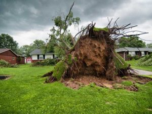 Lire la suite à propos de l’article Aménagement paysager pour les tempêtes : conception de cour pour les catastrophes naturelles