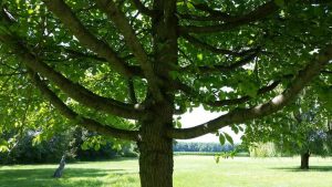 Lire la suite à propos de l’article Qu'est-ce que la couronne d'une plante – En savoir plus sur les plantes ayant des couronnes