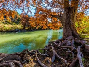 Lire la suite à propos de l’article Comment boivent les arbres – D’où les arbres tirent-ils de l’eau