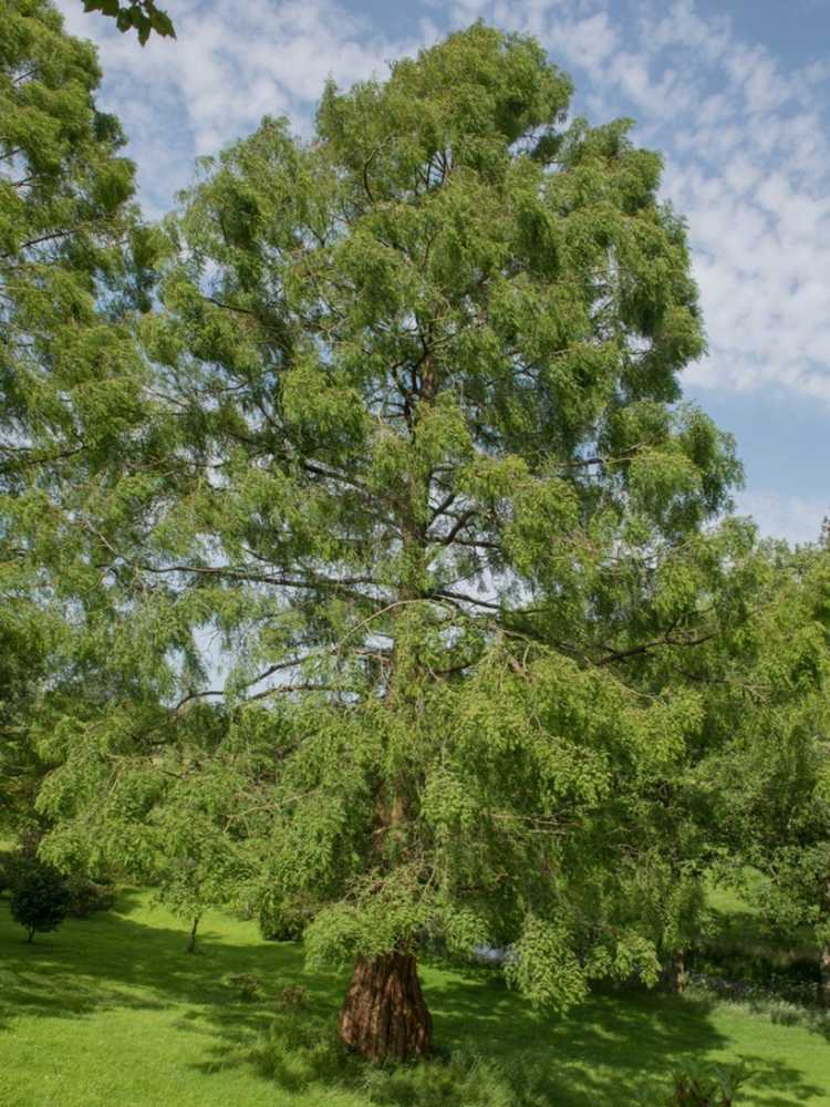 You are currently viewing Planter de grands arbres – Quels sont les arbres les plus hauts que vous puissiez acheter