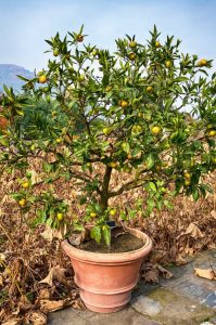 Lire la suite à propos de l’article Taille des arbres fruitiers en pot – Comment tailler un arbre fruitier en pot